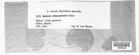 Septoria violae-palustris image